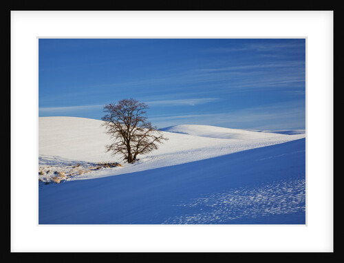 Lone tree in snow covered winter field by Anonymous