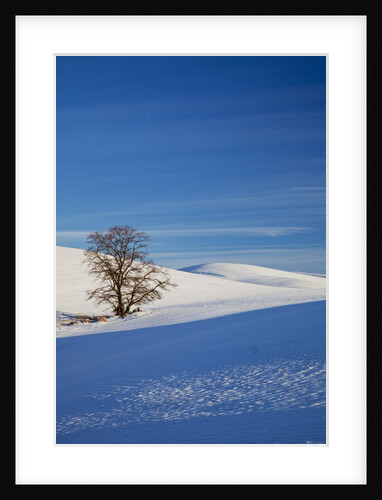 Lone tree in snow covered winter field by Anonymous