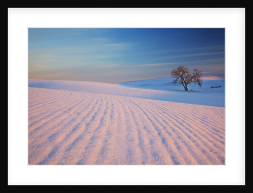 Sunset and patterns in snow covered wheat fields by Anonymous