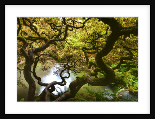 Kabota Gardens in Seattle by Anonymous