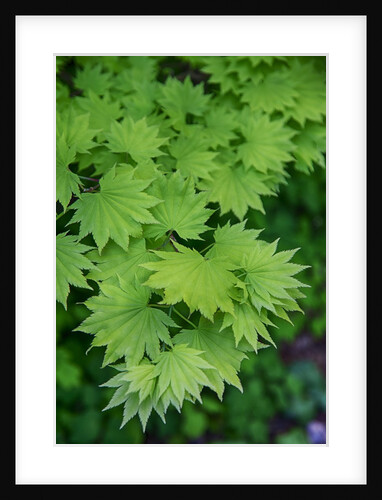 Fresh spring maple leaves by Anonymous