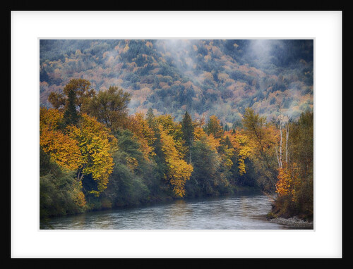Big leaf maples lining the Skagit River by Anonymous