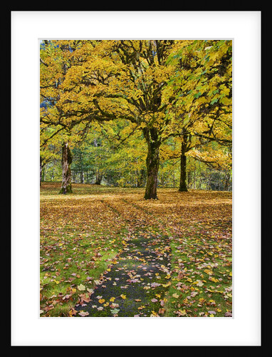 Big leaf maples and red vine maple in full autumn glory by Anonymous