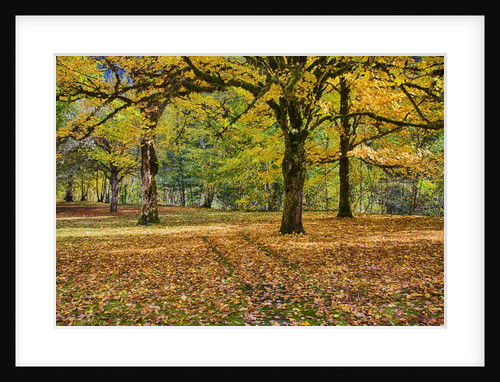 Big leaf maples and red vine maple in full autumn glory by Anonymous