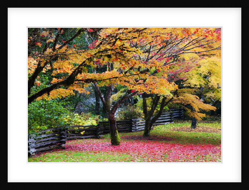 Red vine maple in full Autumn glory by Anonymous