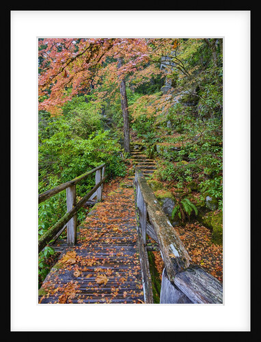 Path through red vine maple in full Autumn glory by Anonymous