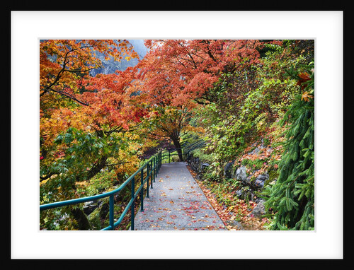 Path through red vine maple in full Autumn glory by Anonymous