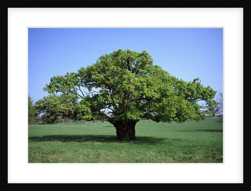Oak tree in Spring by Anonymous