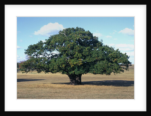 Oak tree in Summer by Anonymous