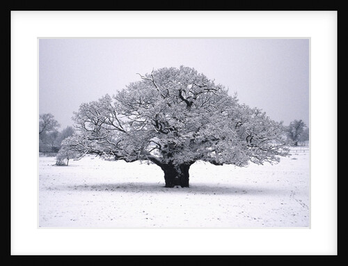 Oak tree in Winter by Anonymous