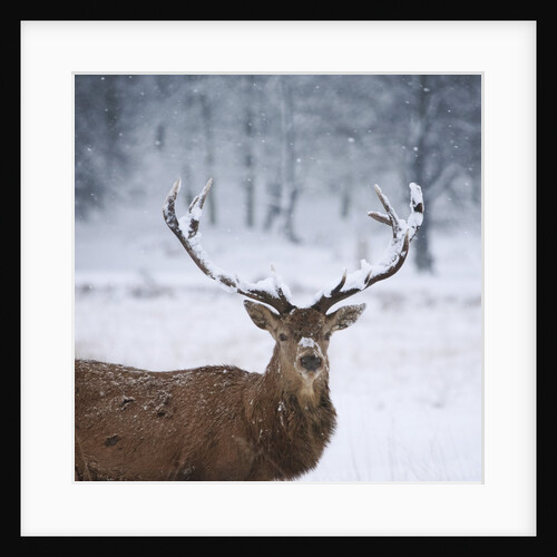 Snowy antlers by Anonymous