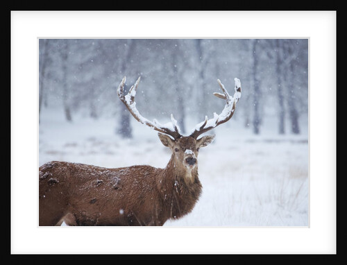 Snowy antlers by Anonymous