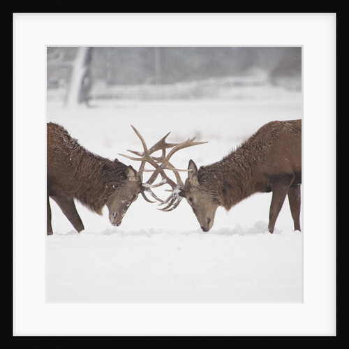 Mirror image: Stags locking horns by Anonymous
