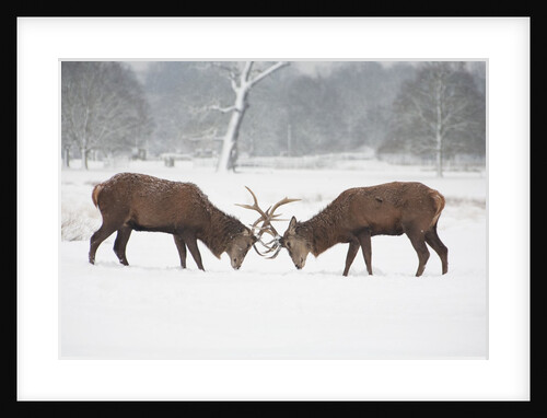 Two red deer stags locking horns on a cold snowy winters morning in Richmond Park by Anonymous