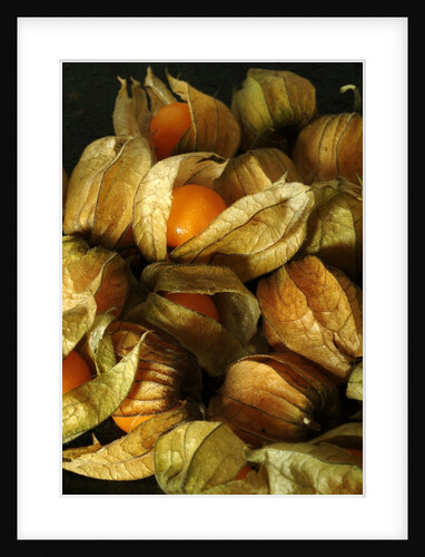 Cape Gooseberry by Anonymous