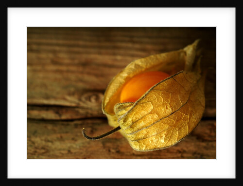 Cape Gooseberry by Anonymous