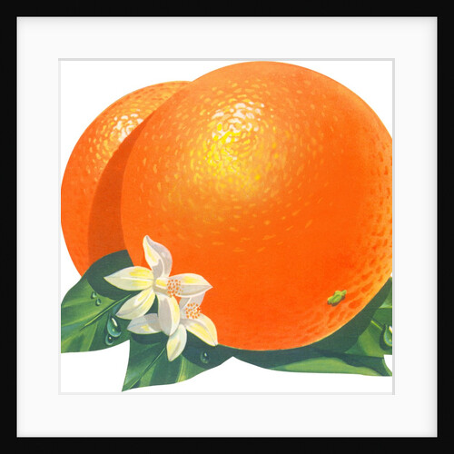 Orange blossoms and fruit by Anonymous