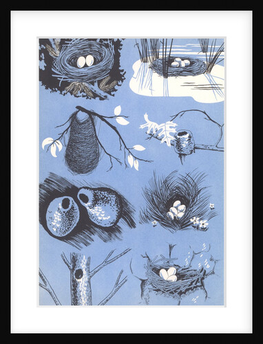 Bird's nests by Anonymous