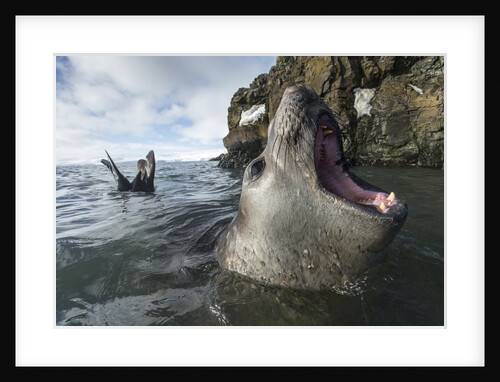 Elephant seal at Livingstone Island, Antarctica by Anonymous