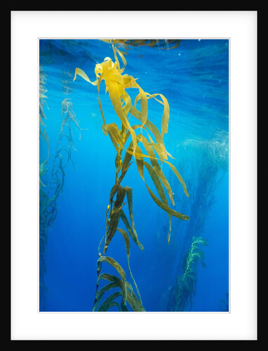 Seaweed on Diego Ramirez Islands, Chile by Anonymous