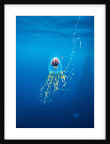 Underwater jellyfish in Diego Ramirez Islands, Chile by Anonymous