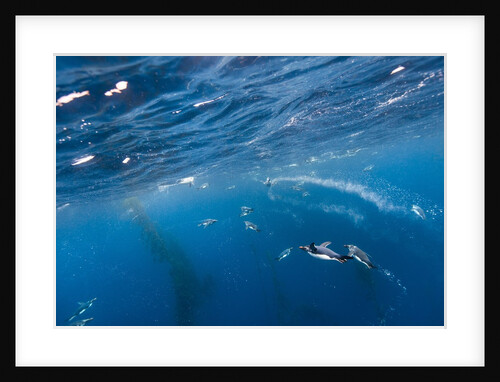 Macaroni Penguins in Diego Ramirez Islands, Chile by Anonymous