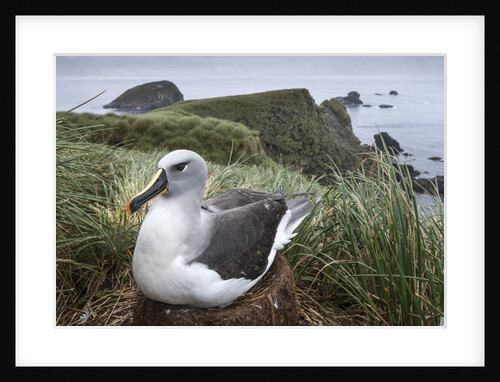 Gray-headed albatross on Diego Ramirez Islands, Chile by Anonymous