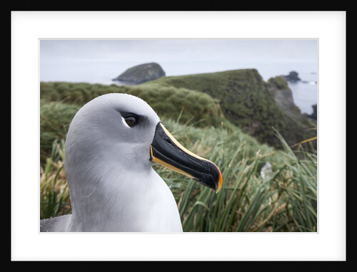 Gray-headed albatross on Diego Ramirez Islands, Chile by Anonymous