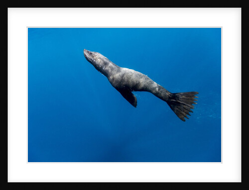 Southern Sea Lion in Diego Ramirez Islands, Chile by Anonymous