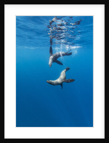 Southern Sea Lions, Diego Ramirez Islands, Chile by Anonymous