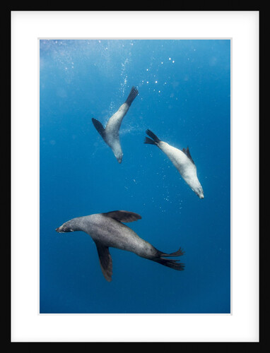 Southern Sea Lions in Diego Ramirez Islands, Chile by Anonymous