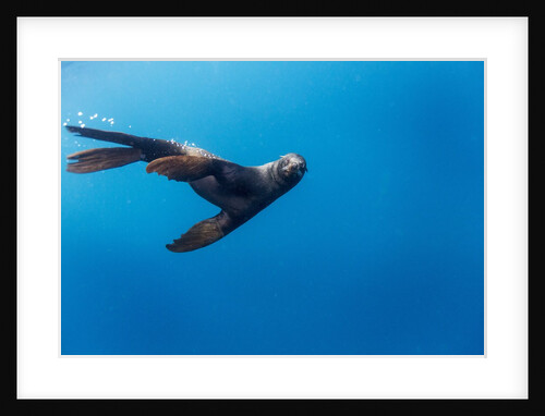 Southern Sea Lion in Diego Ramirez Islands, Chile by Anonymous