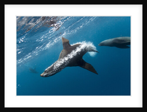 Southern Sea Lion in Diego Ramirez Islands, Chile by Anonymous