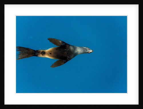 Southern Sea Lion in Diego Ramirez Islands, Chile by Anonymous
