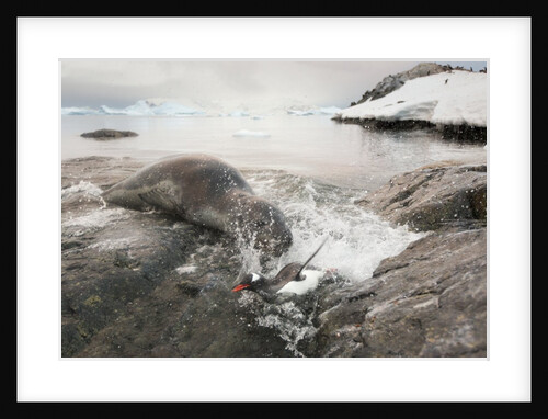 Leopard seal hunting gentoo penguin, Antarctica by Anonymous