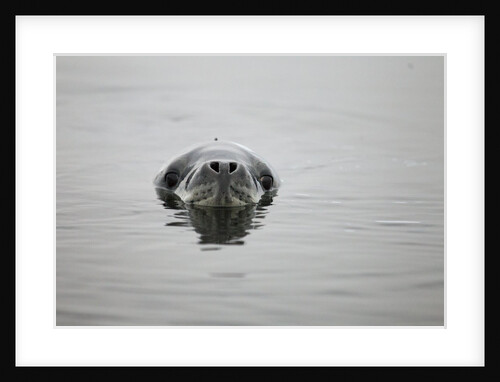 Leopard seal in Antarctica by Anonymous