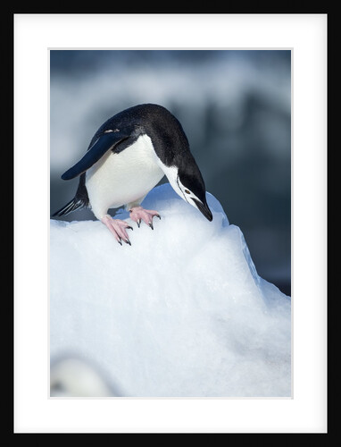 Chinstrap Penguins on Deception Island, Antarctica by Anonymous