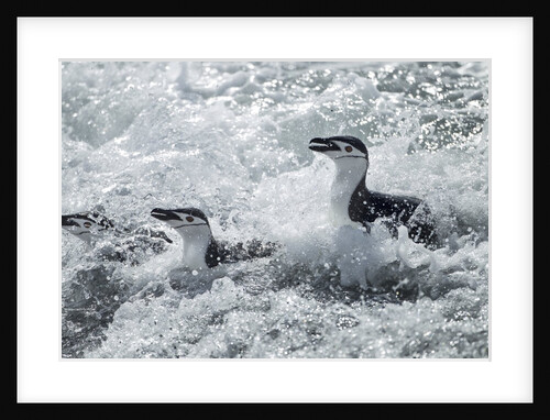 Chinstrap Penguins on Deception Island, Antarctica by Anonymous