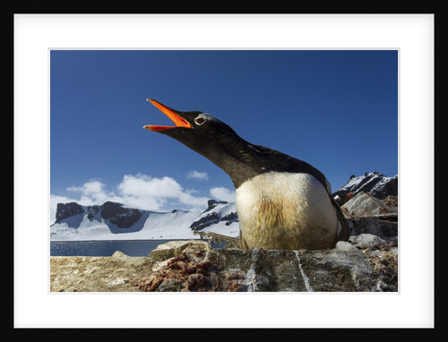 Gentoo penguin in Antarctica by Anonymous