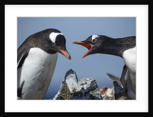 Gentoo penguins in Rookery, Antarctica by Anonymous