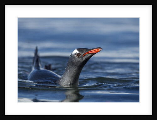 Gentoo penguin in Antarctica by Anonymous
