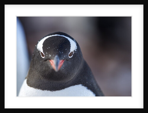 Gentoo penguin in Antarctica by Anonymous