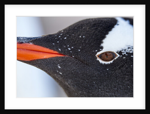 Gentoo penguin in Antarctica by Anonymous