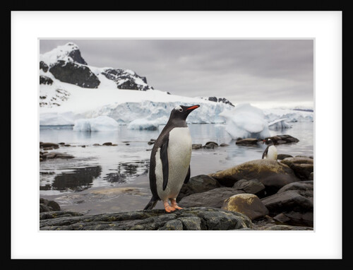 Gentoo penguin in Antarctica by Anonymous