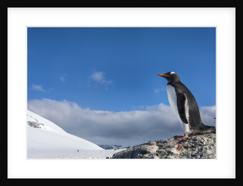 Gentoo penguin in Antarctica by Anonymous