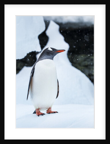 Gentoo penguin in Antarctica by Anonymous