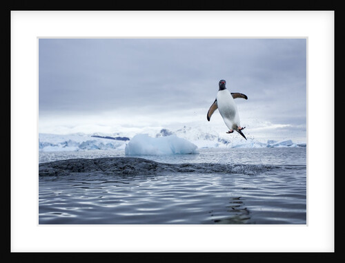 Gentoo penguin on Cuverville Island, Antarctica by Anonymous