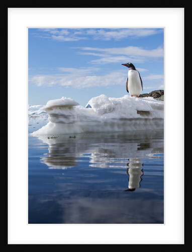 Gentoo penguin on Cuverville Island, Antarctica by Anonymous