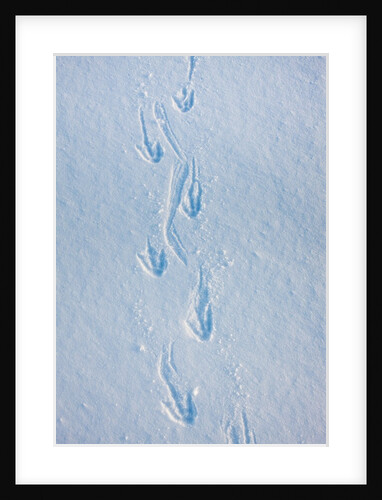 Gentoo penguin footprints on Anvers Island, Antarctica by Anonymous