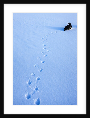 Gentoo penguin on Anvers Island, Antarctica by Anonymous